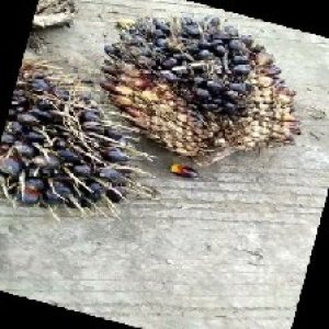 unripe_train (1358).jpg