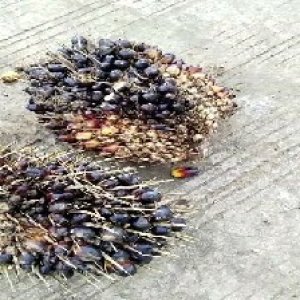 unripe_train (1359).jpg