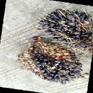 unripe_train (1360).jpg