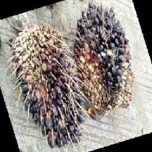 unripe_train (1362).jpg