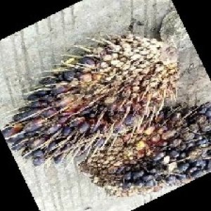 unripe_train (1363).jpg