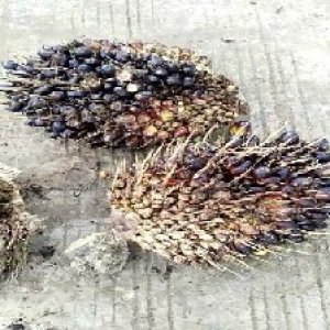 unripe_train (1365).jpg