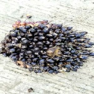 unripe_train (1368).jpg