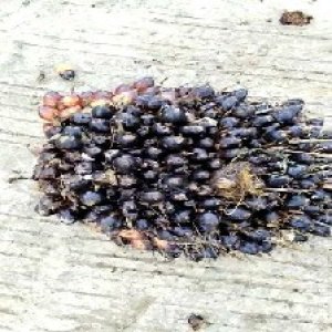 unripe_train (1369).jpg