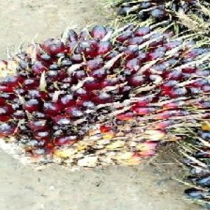 unripe_train (137).jpg