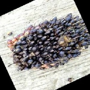 unripe_train (1370).jpg