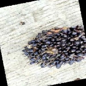 unripe_train (1371).jpg