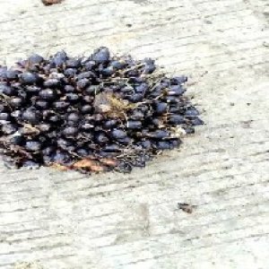 unripe_train (1372).jpg