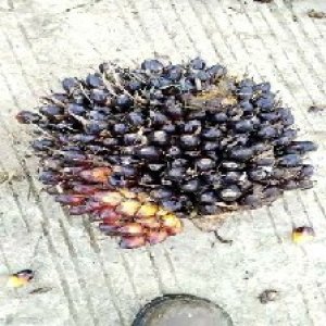 unripe_train (1373).jpg