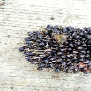 unripe_train (1377).jpg