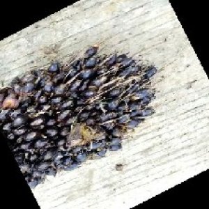 unripe_train (1378).jpg