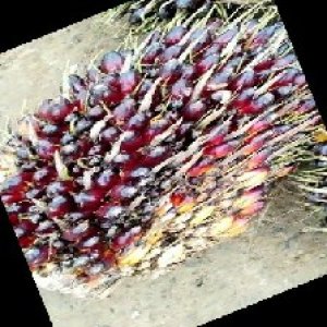 unripe_train (138).jpg