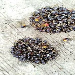 unripe_train (1382).jpg