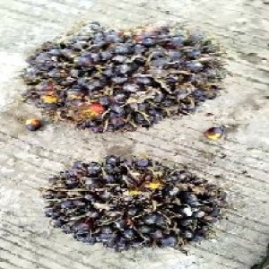 unripe_train (1384).jpg