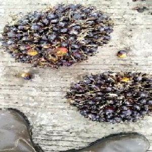 unripe_train (1385).jpg