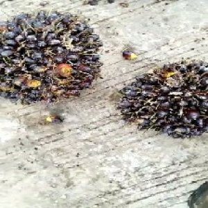 unripe_train (1387).jpg