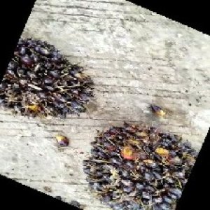 unripe_train (1388).jpg