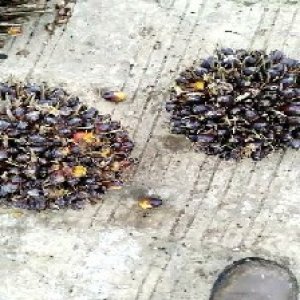 unripe_train (1389).jpg