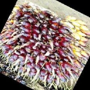 unripe_train (139).jpg