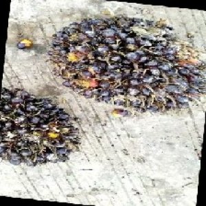 unripe_train (1392).jpg