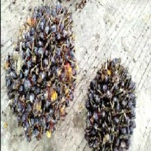 unripe_train (1393).jpg