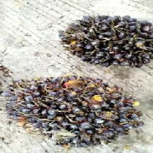 unripe_train (1394).jpg