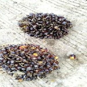 unripe_train (1396).jpg