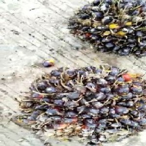 unripe_train (1398).jpg