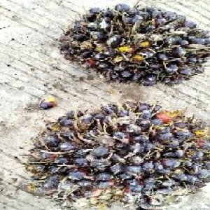 unripe_train (1399).jpg