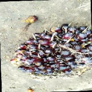 unripe_train (14).jpg