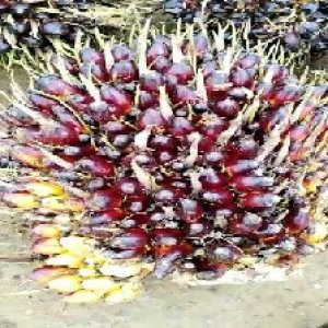 unripe_train (140).jpg