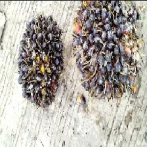 unripe_train (1401).jpg