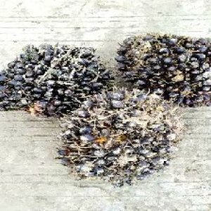 unripe_train (1403).jpg