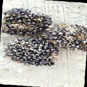 unripe_train (1407).jpg