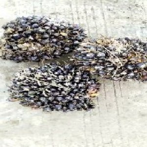 unripe_train (1408).jpg