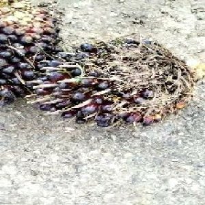 unripe_train (1409).jpg