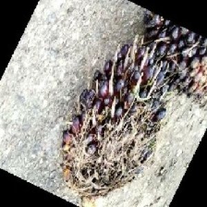 unripe_train (1410).jpg