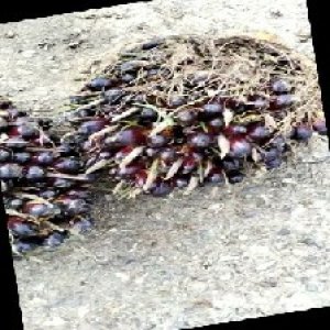 unripe_train (1411).jpg