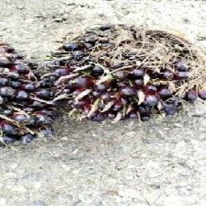 unripe_train (1412).jpg