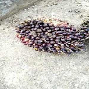 unripe_train (1413).jpg