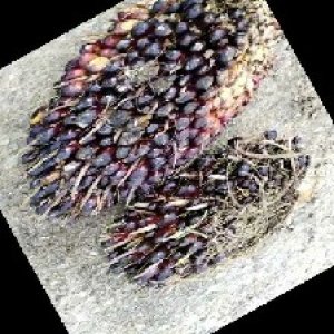 unripe_train (1415).jpg