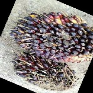 unripe_train (1417).jpg