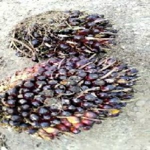 unripe_train (1418).jpg