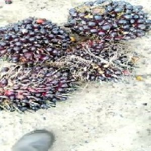 unripe_train (1419).jpg