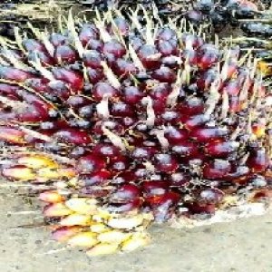 unripe_train (142).jpg