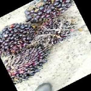 unripe_train (1420).jpg