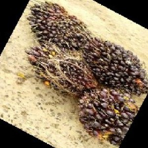 unripe_train (1421).jpg