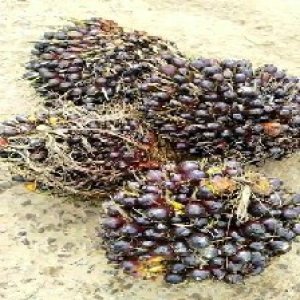 unripe_train (1424).jpg