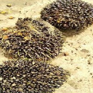 unripe_train (1425).jpg