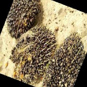 unripe_train (1426).jpg